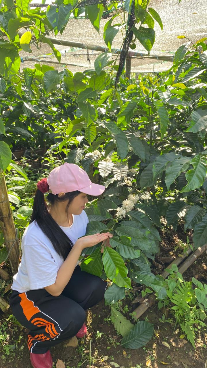 Pohon Kopi dalam Proses Pembungaan